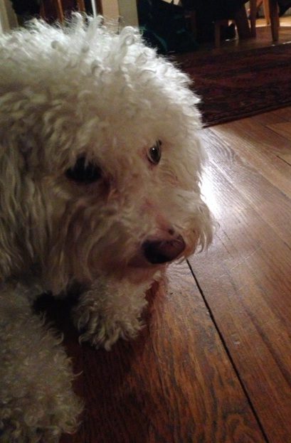 Stop giving me that reproachful look, Charlie! Did you go without dog food because I didn't send out my resume?