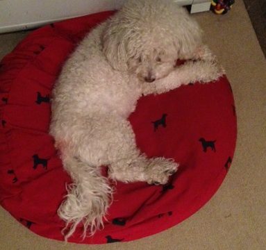 Several years ago, we tried to get Charlie in as a therapy dog, and my son said, "It's about time he stopped lying around the house unemployed." Sadly, Charlie washed out due to barking at big dogs.