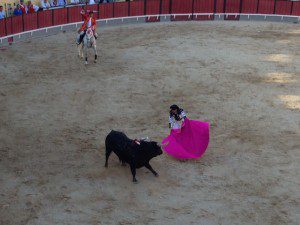 Bullfighters with capes tire out the bull and maneuver him around the ring for the wrestling finale. The bull's horns are shaved down primarily to protect the horses.